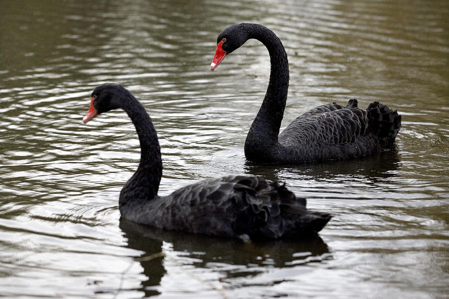 Wildlife Photograph - Black Swans by Denise Swanson