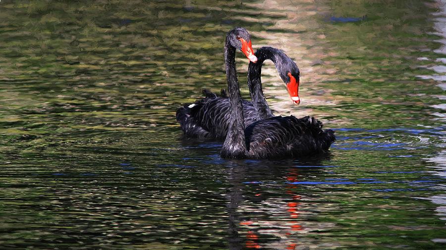 Black Swans II Photograph by Carol Montoya