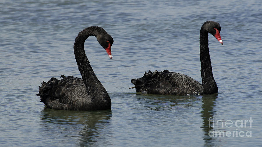 Black Swans  Australia #1 Photograph by Bob Christopher