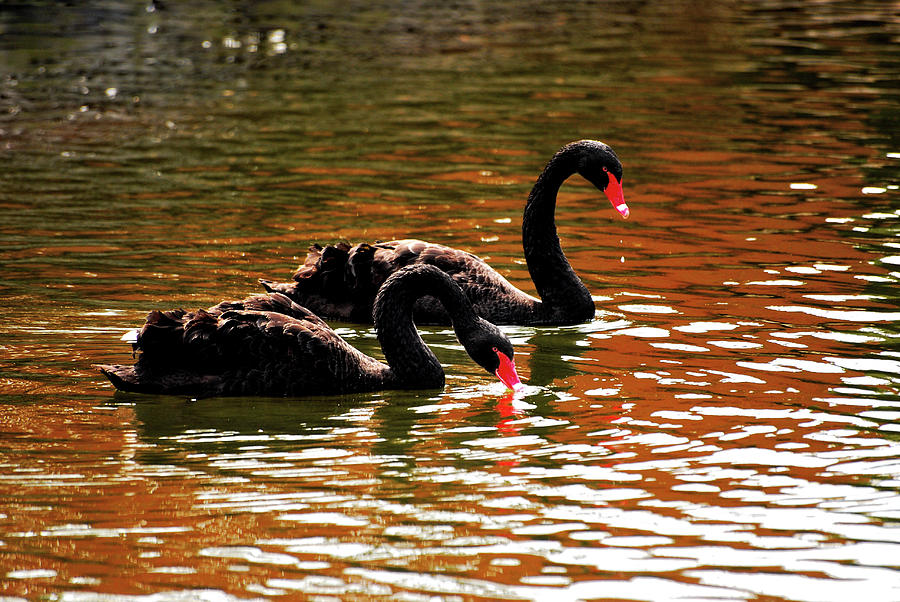 Black Swans Photograph by Lori Tambakis
