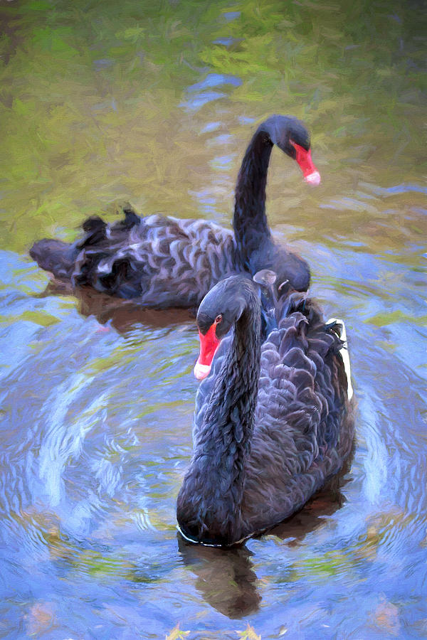 Black Swans Photograph by Susan Rissi Tregoning
