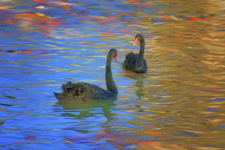 Black Swans - Swimming Photograph by Nikolyn McDonald