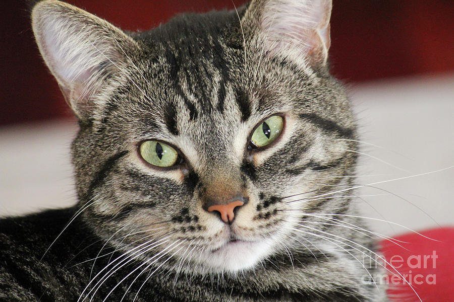 Black Tabby Photograph by Donna L Munro