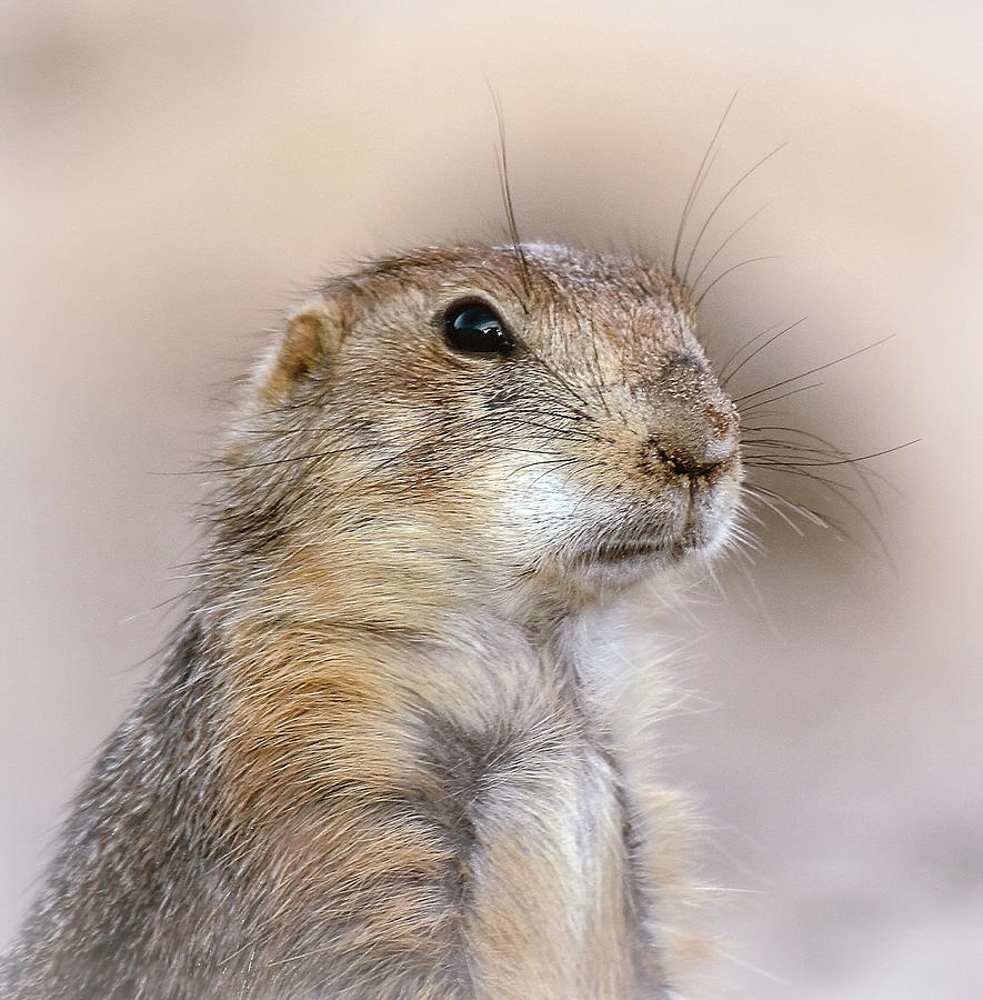 Black Tail Prairie Dog Photograph by Elaine Malott