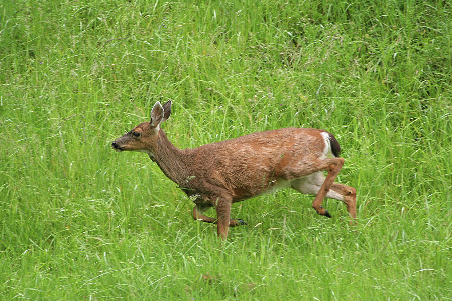 Black-tailed Deer Photograph by Art Block Collections