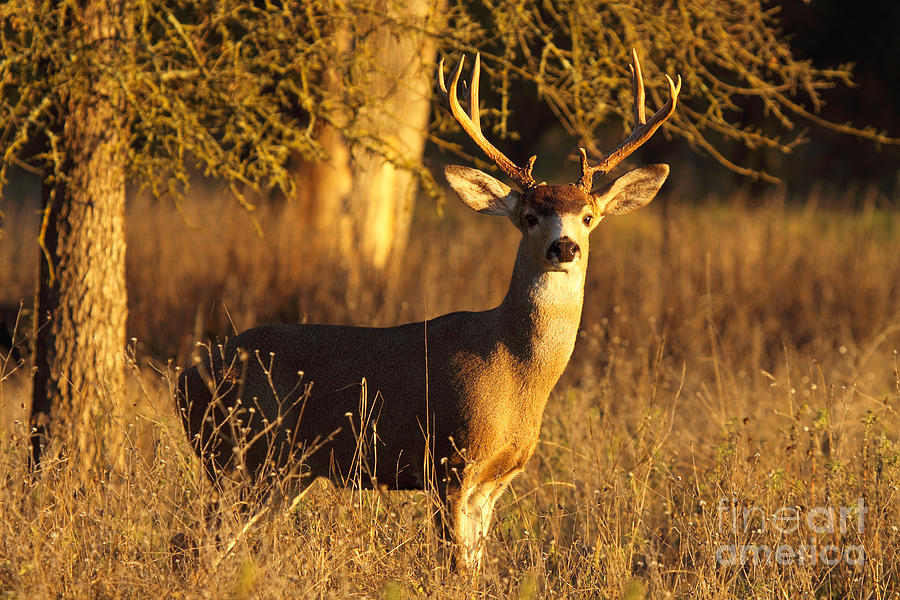 Black-tailed Deer Buck At Dusk Photograph by Max Allen