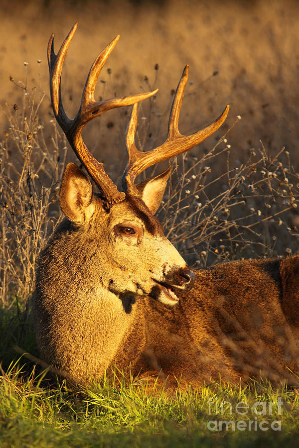 Black-tailed Deer Chattering From Bed Photograph by Max Allen