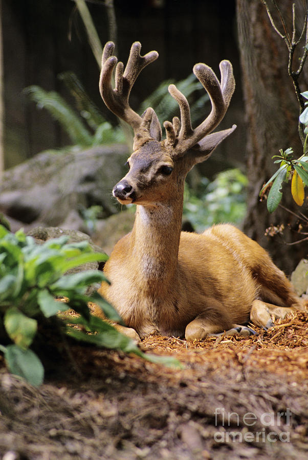 Black-Tailed Deer Photograph by Greg Vaughn - Printscapes