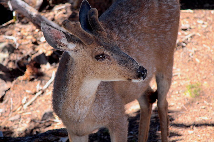 Black-Tailed Deer II Photograph by Nicholas Miller - Pixels