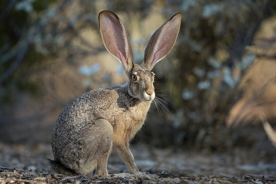 Black-tailed Jackrabbit Photograph by Sue Cullumber
