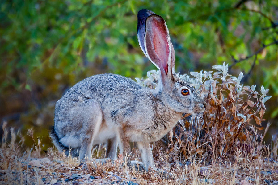 Black-tailed Jackrabbit Photograph by Tamera Wohlever - Pixels