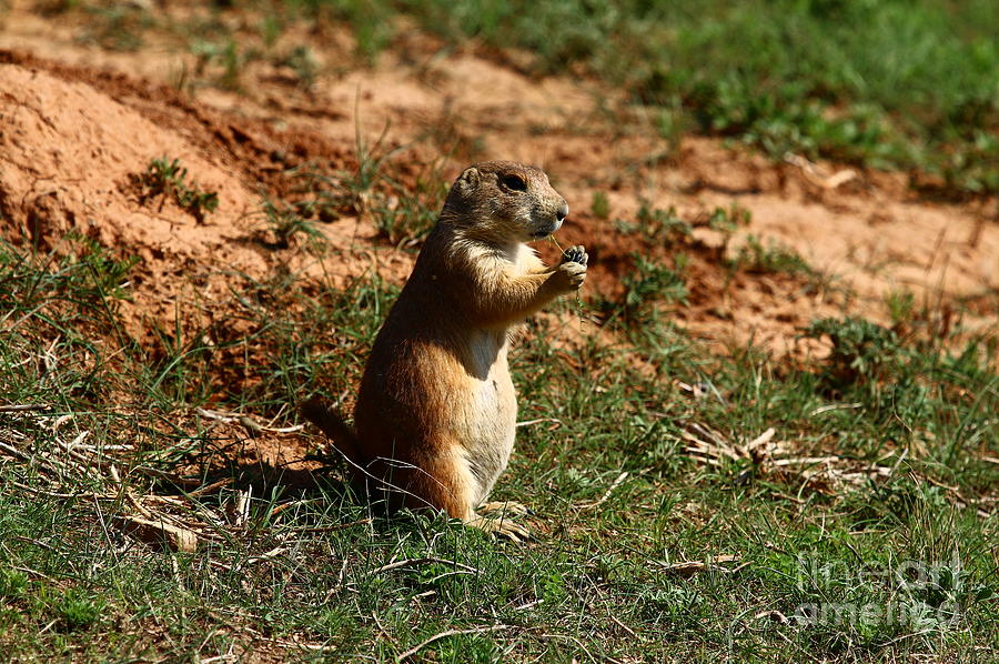 Black-tailed Prairie Dog Photograph by Christiane Schulze Art And Photography