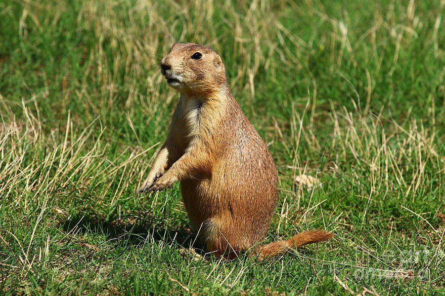 Black-tailed Prairie Dog Pose Photograph by Christiane Schulze Art And Photography