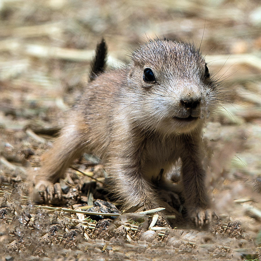 Baby Black Tailed Prairie Dog