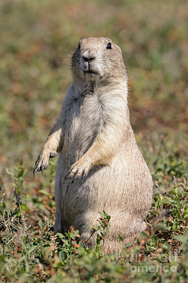 Black-tailed Prairie Dog Standing Photograph by Jerry Fornarotto