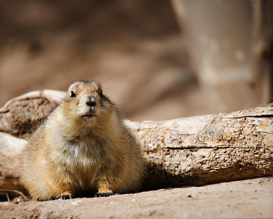 Black-tailed prairie dog_A1 Photograph by Walter Herrit