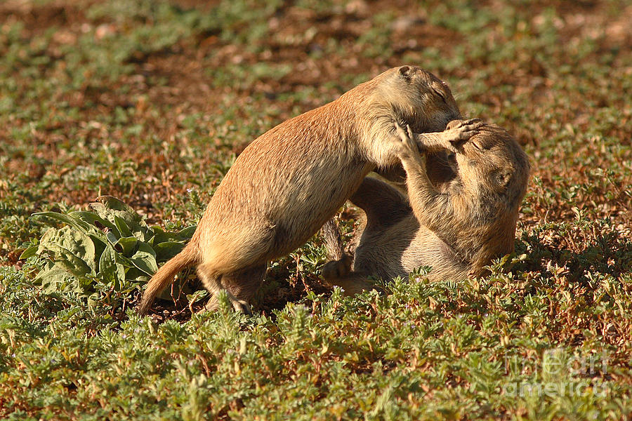 Black-tailed Prairie Dogs Wrestling Around Photograph by Max Allen