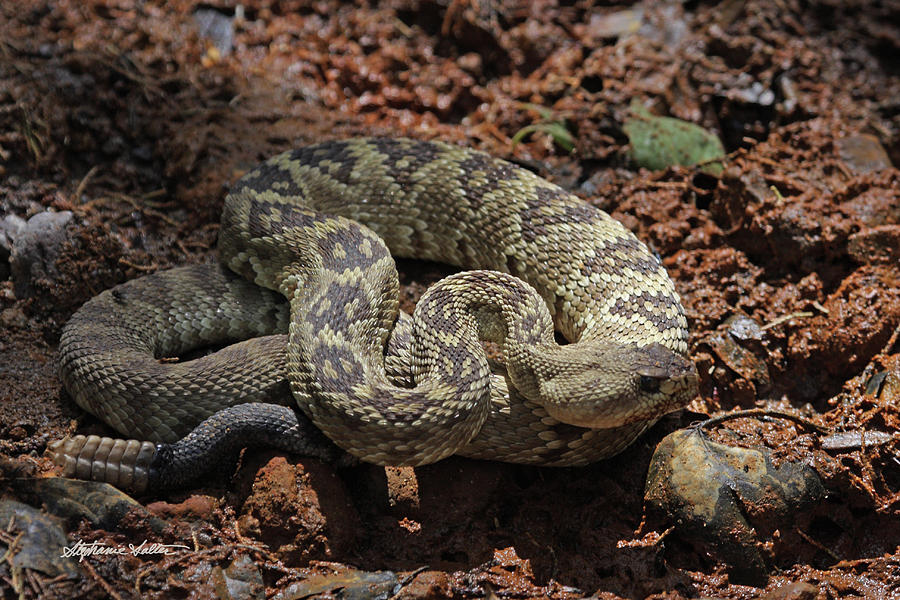 Black-tailed Rattlesnake Photograph By Stephanie Salter - Fine Art America