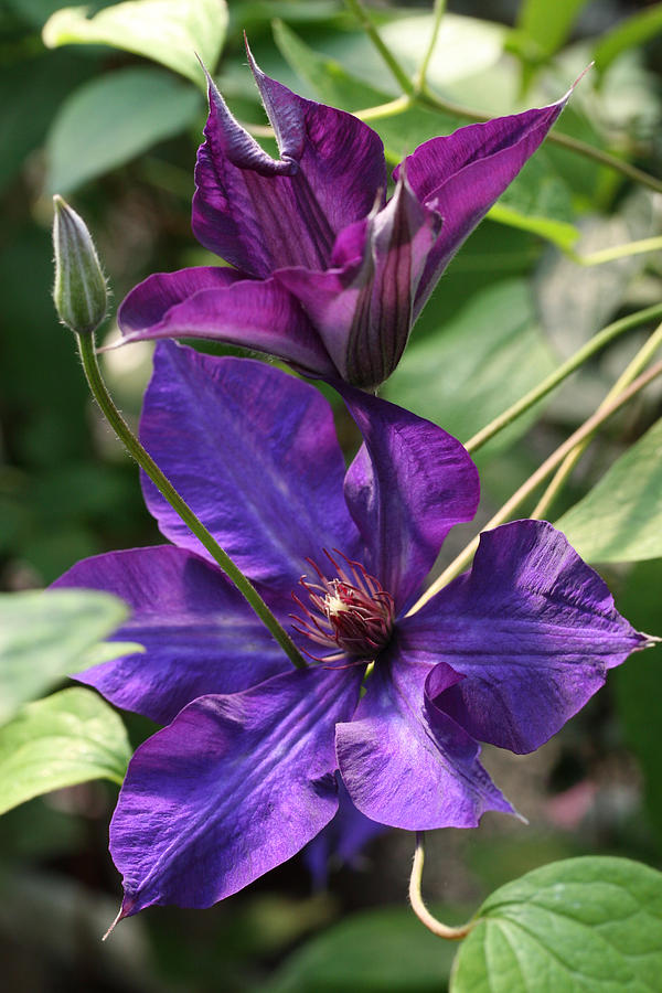Black Tea Clematis Photograph by Tammy Pool