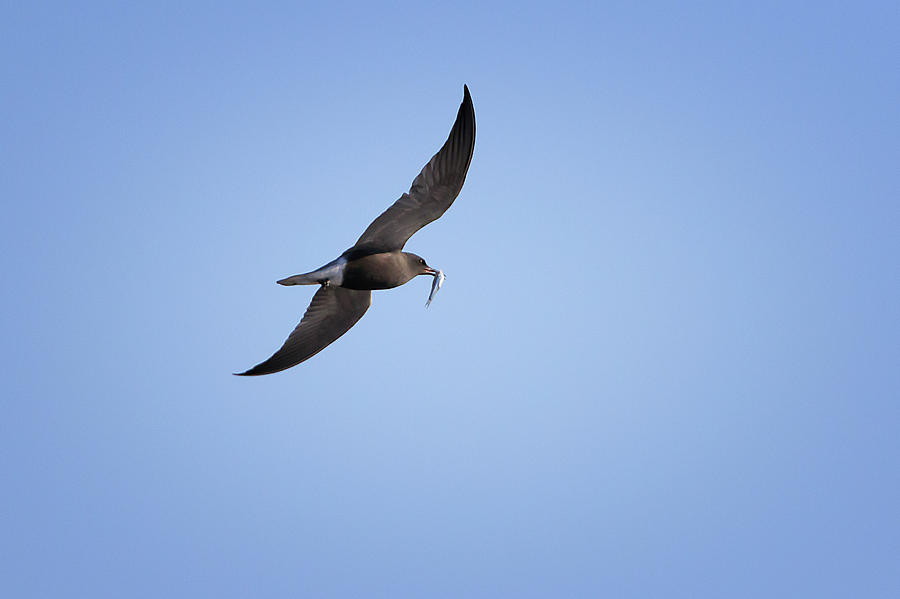 Black Tern 2 Photograph by Gary Hall