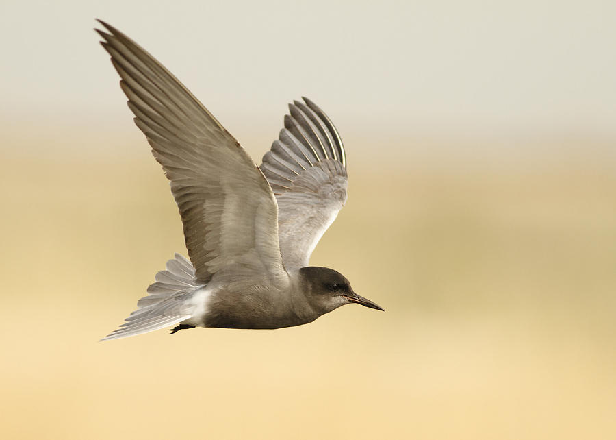 Nature Photograph - Black Tern in flight by Veselin Gramatikov