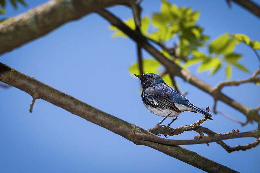 Black throated Blue - Magee Marsh, Ohio Photograph by Jack R Perry