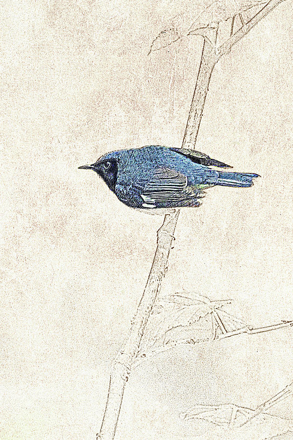 Black-throated Blue Warbler Photographic Drawing Photograph by Dawn Currie
