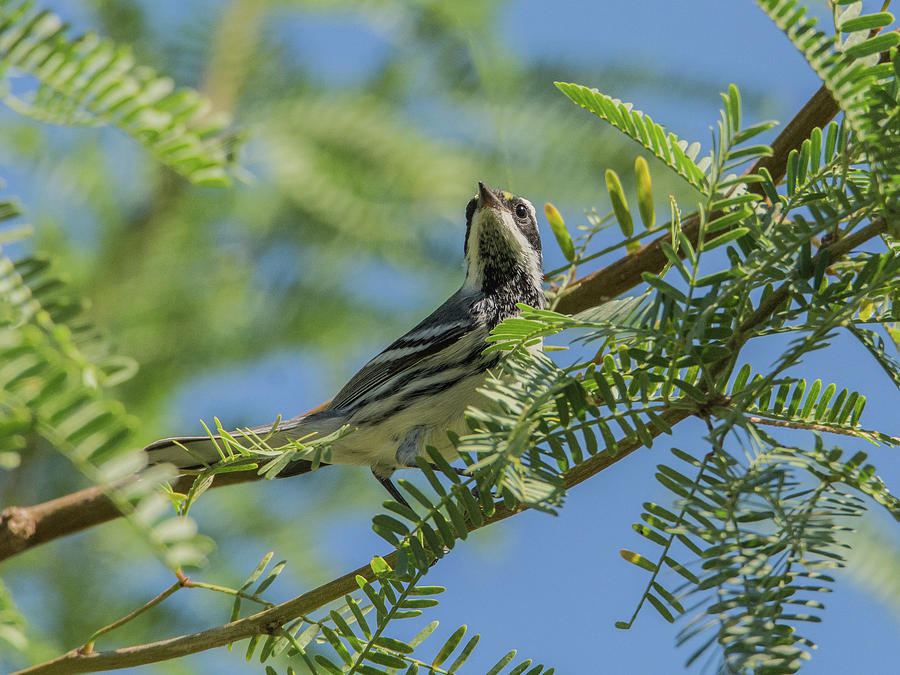 Black-throated Gray Warbler 5771-092217-1cr Photograph by Tam Ryan