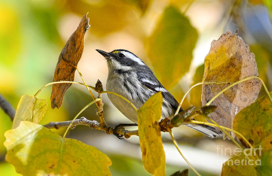 Black-throated Gray Warbler Photograph by Lisa Manifold