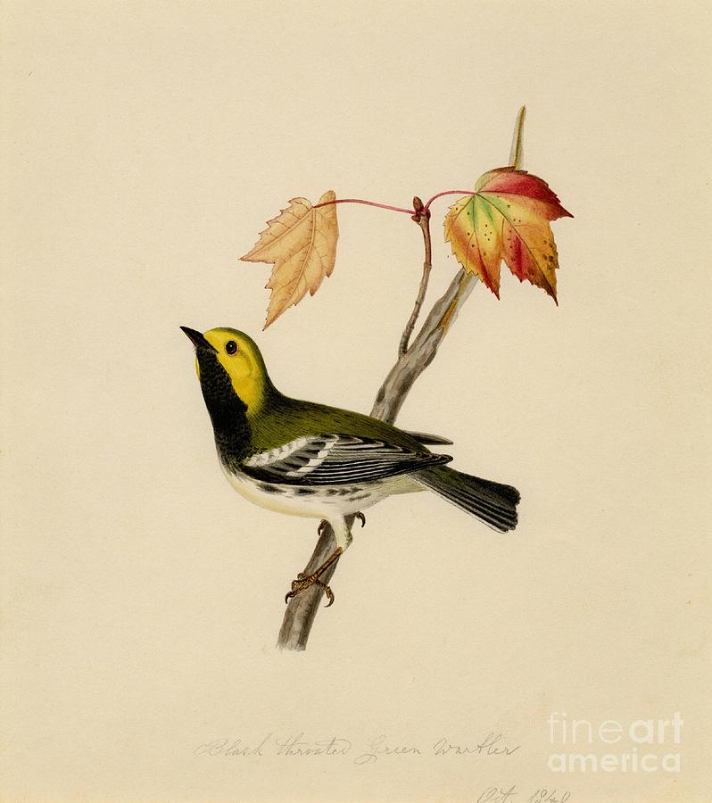 Black throated green warbler Painting by Celestial Images