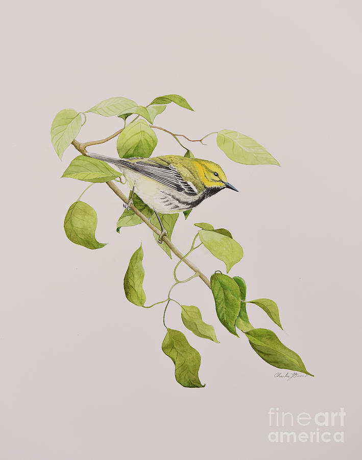 Black-throated Green Warbler Painting by Charles Owens