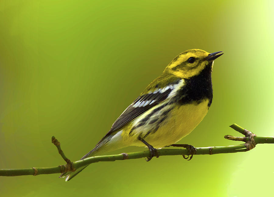 Black Throated Green Warbler singing to the moon and back Photograph by Carolyn Hall