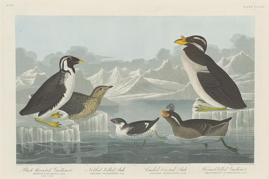 John James Audubon Drawing - Black-Throated Guillemot and Nobbed-Billed Auk and Curled-Crested Auk and Horned-Billed Guillemot by Dreyer Wildlife Print Collections 