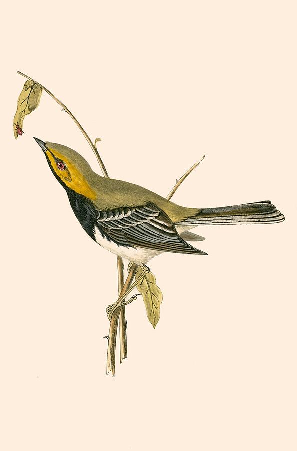 Warbler Painting - Black Throated Warbler by English School