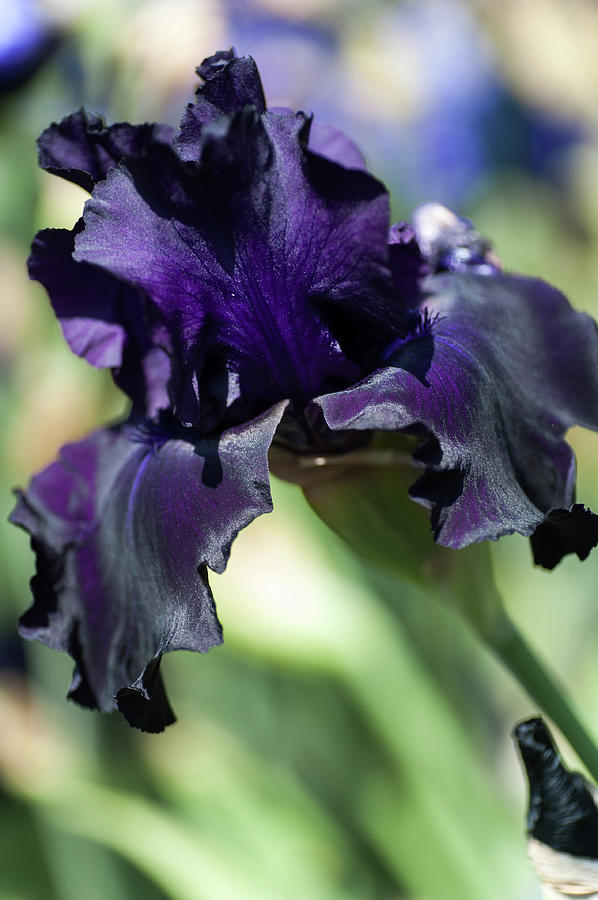 Black Tie Affair.  The Beauty of Irises Photograph by Jenny Rainbow