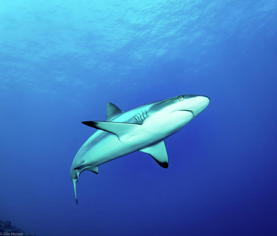 Black Tip Reef Shark Photograph by Dan Norton