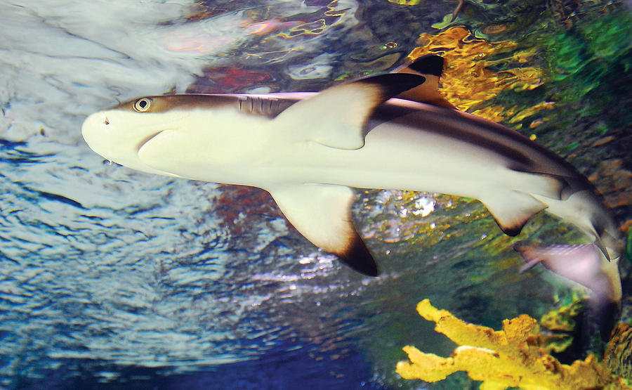 Black Tipped Reef Shark Photograph by Steve Somerville - Fine Art America