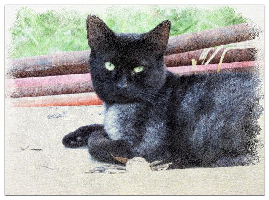 Cat Photograph - Black to Silver by Cathy Harper
