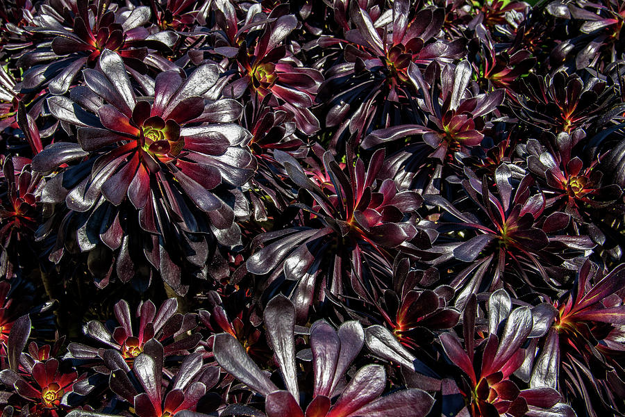 Black Tree Aeoniums Photograph by Roslyn Wilkins