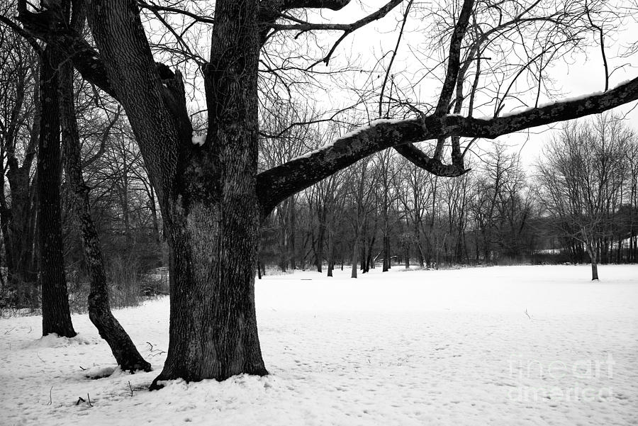 Black Tree in Winter Photograph by John Rizzuto