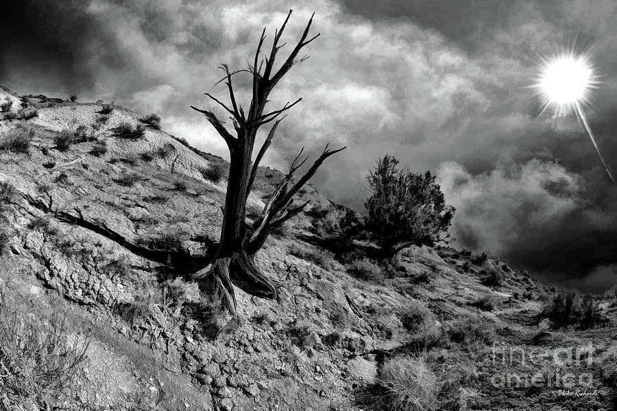 Black Tree Pahreah Ghost Town Photograph by Blake Richards