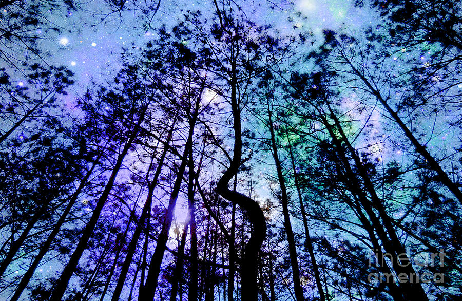 Black Trees Periwinkle Lavender Space Photograph by Johari Smith - Pixels