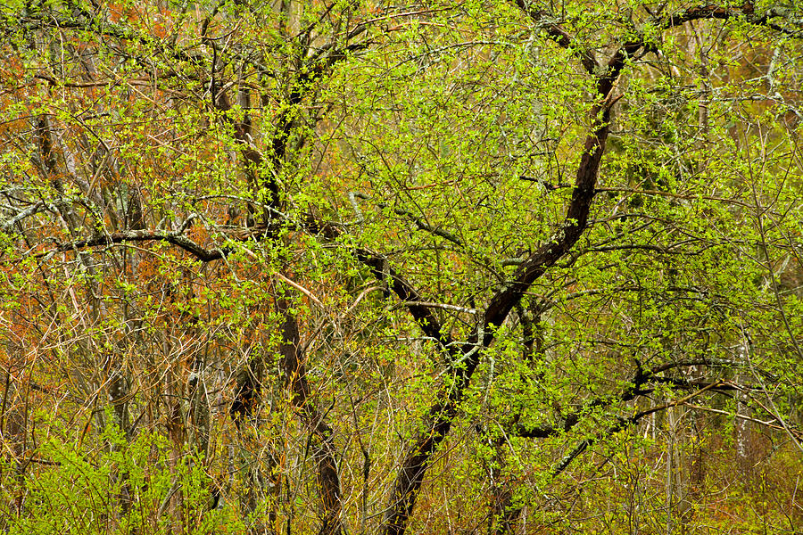 Black Trunked Spring Trees Photograph by Irwin Barrett