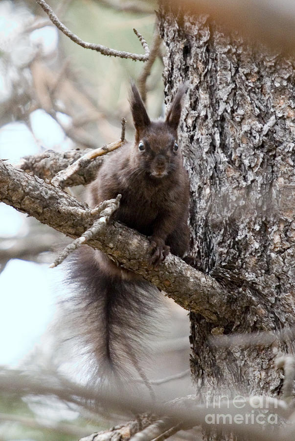 Black tufted ear Alberts Squirrel Photograph by Steven Krull