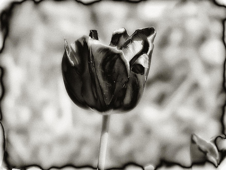 Flower Photograph - Black Tulip by Bill Cannon