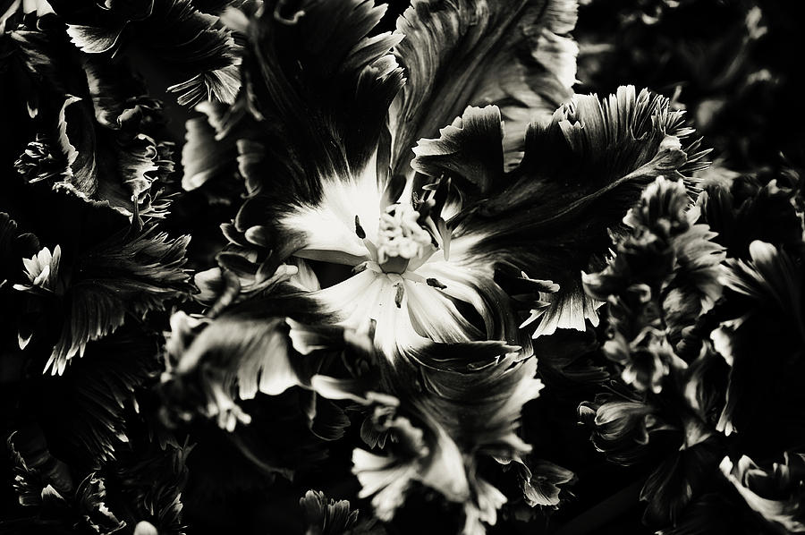Black Tulip Photograph by Jenny Rainbow