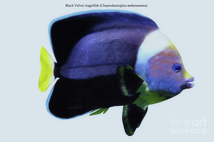 Black Velvet Angelfish Digital Art by Corey Ford