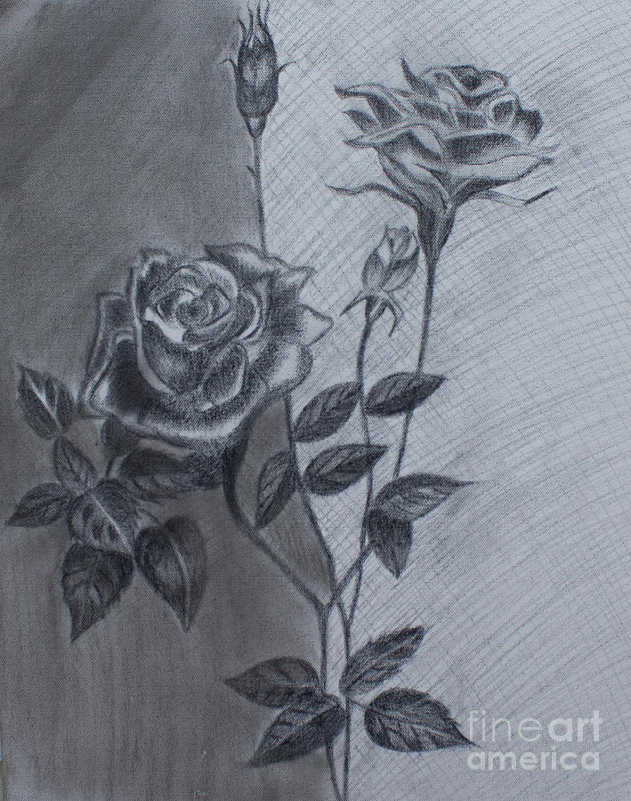 Black Velvet Rose Painting