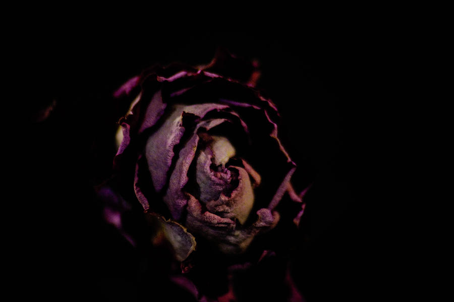 Black Velvet Rose Photograph