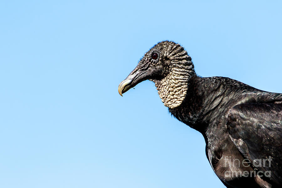 Black Vulture Photograph by Ben Graham